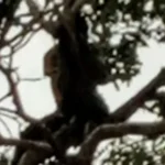 Suspected Thief Climbs Tree to Escape Mob Justice Near 37 Military Hospital