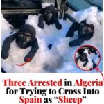 Three human sheep arrested in Algeria for attempting to cross into Spain.